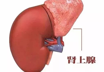 【科普】治疗泌尿系结石也能“量身定制”？